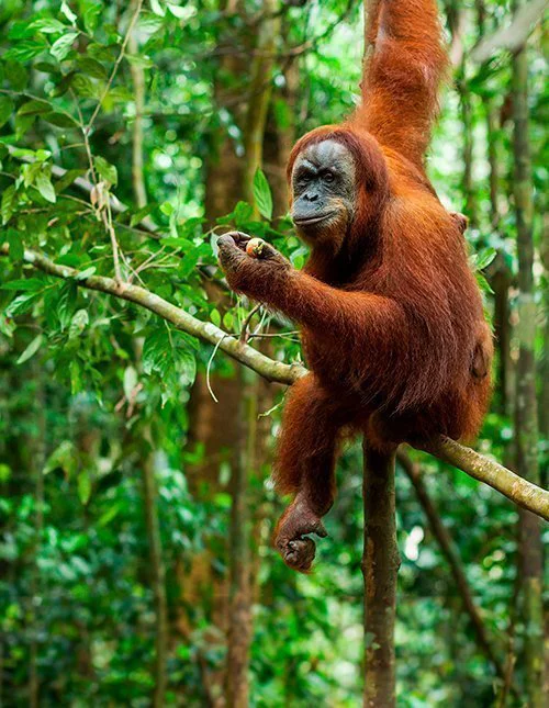 En orangutang sitter på en gren i en frodig djungel