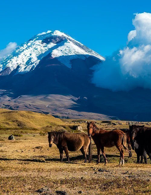 En flock vilda hästar på slätten framför vulkanen Cotopaxi i Ecuador