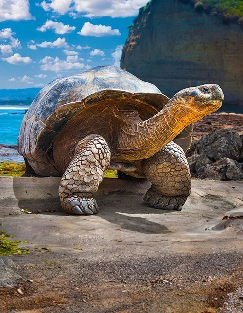 Galapagossköldpadda på Galapagosön