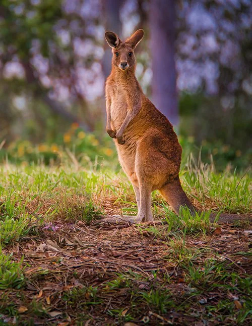 australisk röd jättekänguru