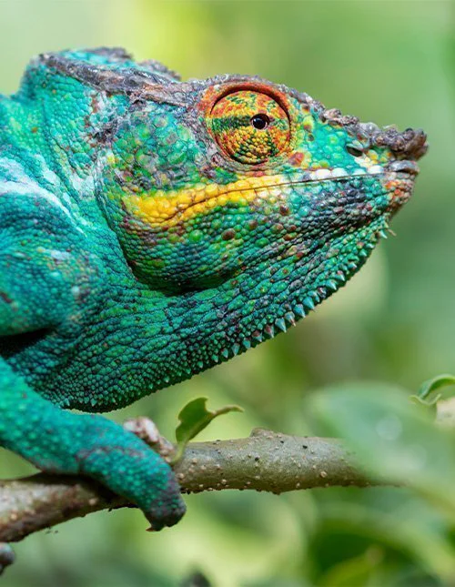 Panterkameleont nära Andasibe-Mantadia nationalpark på Madagaskar