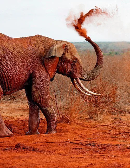 Elefant som tar ett dammbad i den röda jorden i Tsavo East, Kenya