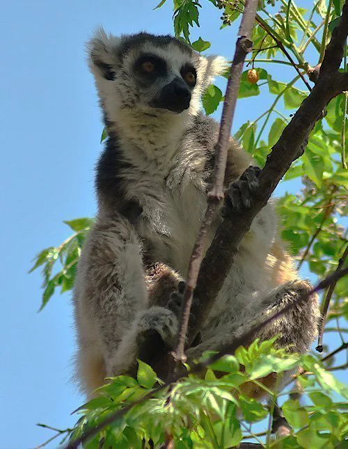En lemur sitter i ett träd