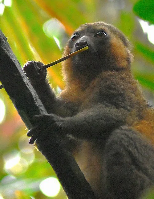 En lemur sitter på en gren och äter bambu i Ranomafana nationalpark, Madagaskar
