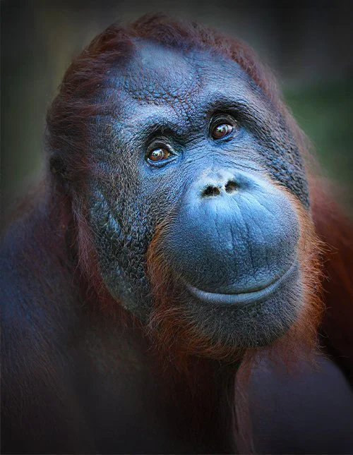 Närbild av en gullig orangutang