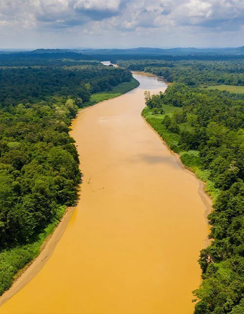 Drönarfoto av floden Kinabatangan, Borneo