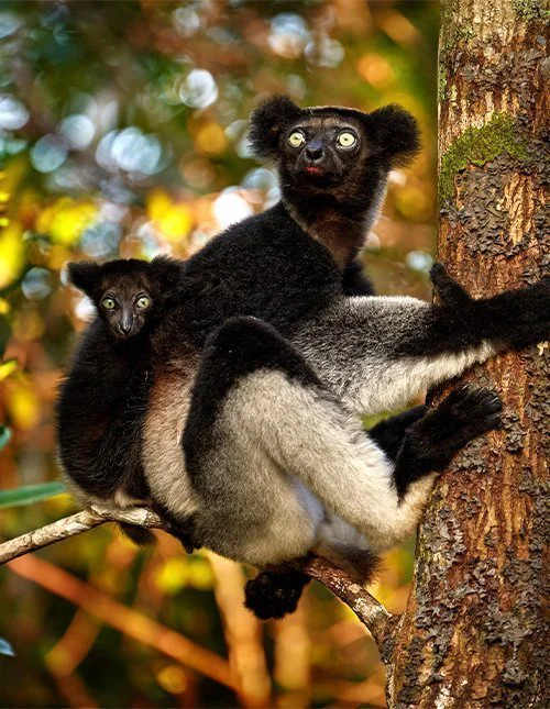 Lemur med unge klamrar sig fast vid ett träd på Madagaskar
