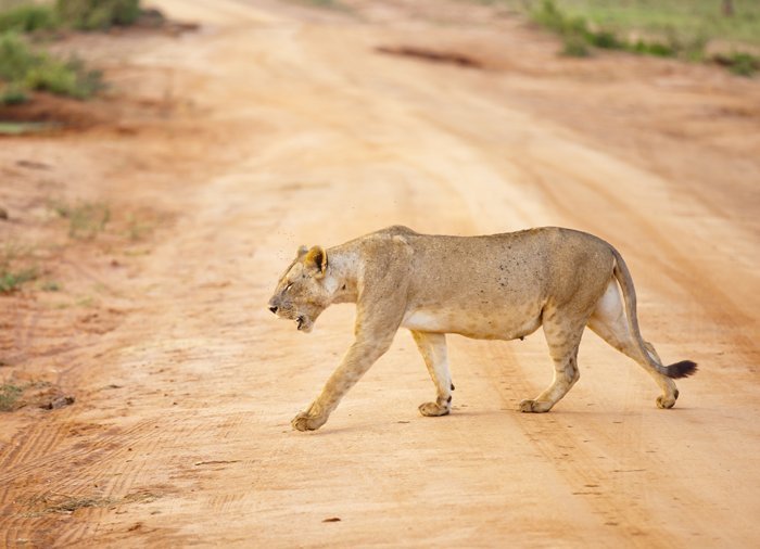 Lejon i Tsavo East