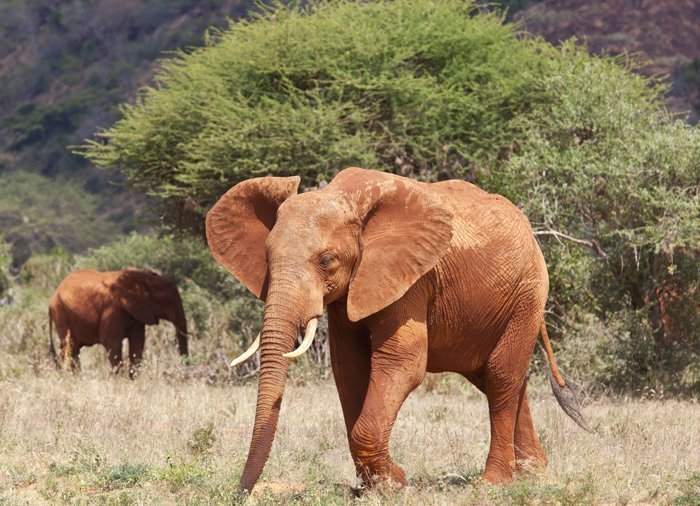 Elefant i Tsavo East