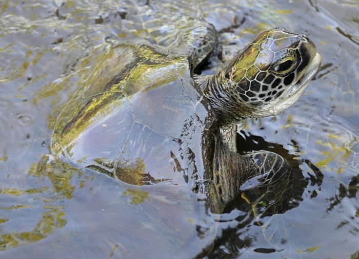 Sköldpadda i Jozani Chwaka Bay Nationalpark