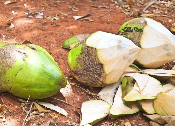Hur man skalar en kokosnöt