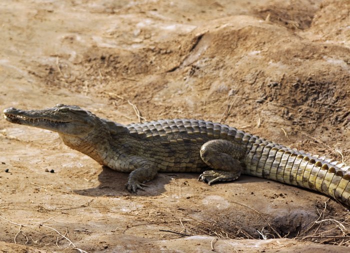 Krokodil i Tsavo East
