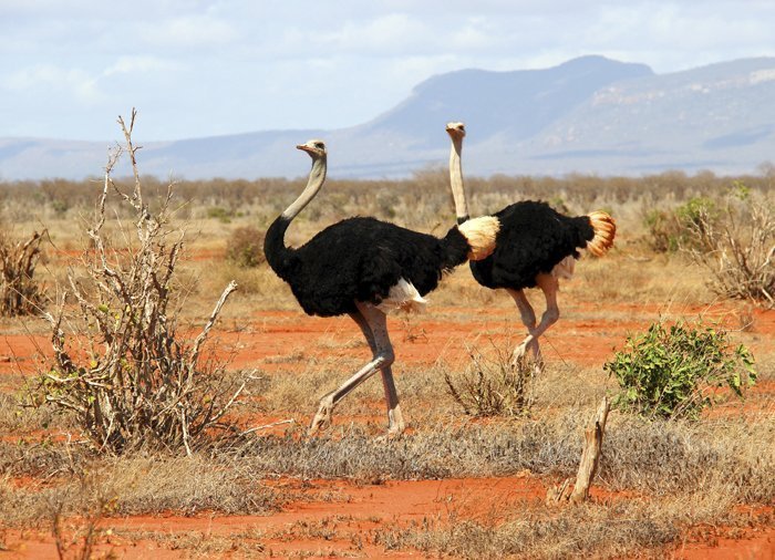 Strutsar i Tsavo East