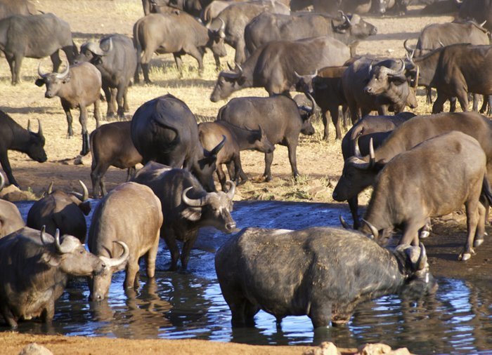 Bufflar i Tsavo East