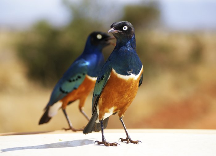 Blåkråkor i Tsavo East