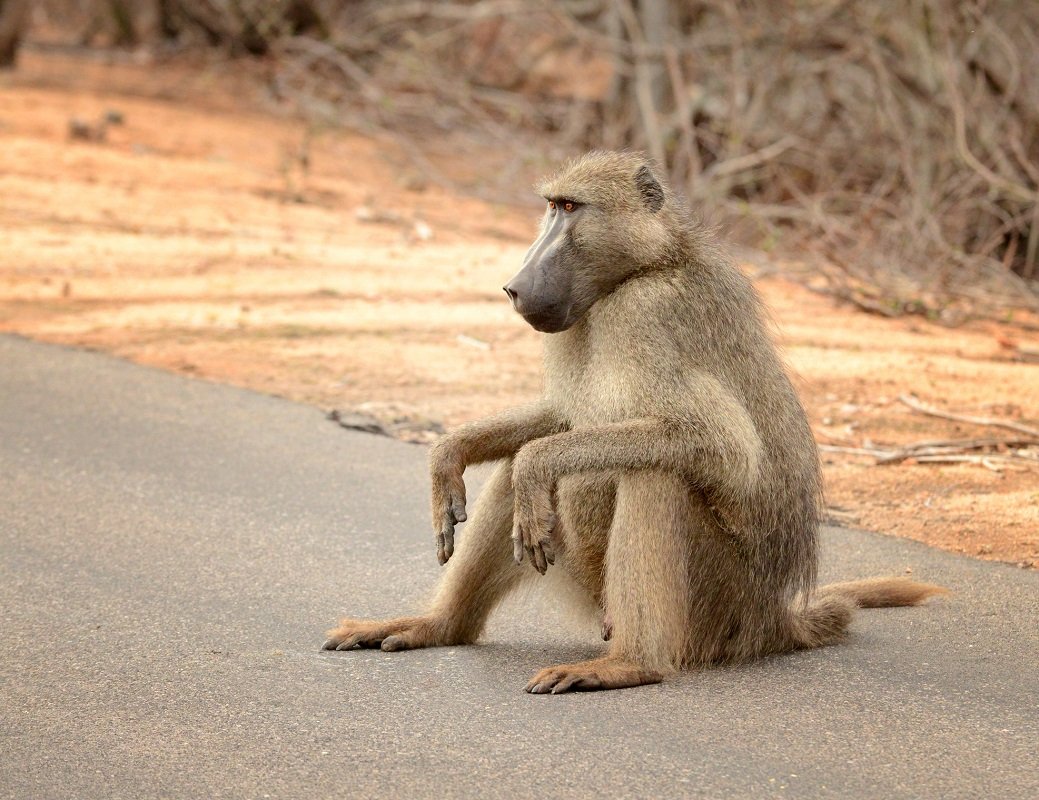 Babian i Kruger Nationalpark