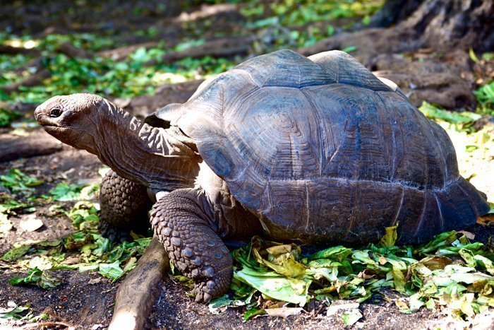 Jättesköldpaddor på Prison Island