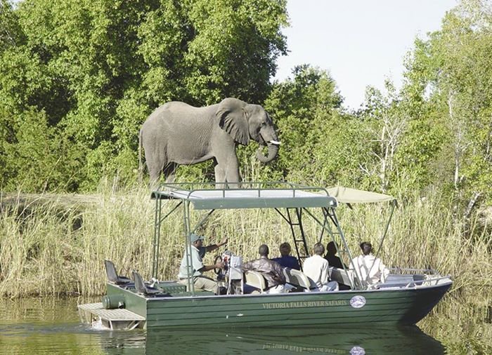 River-safari på Zambezifloden