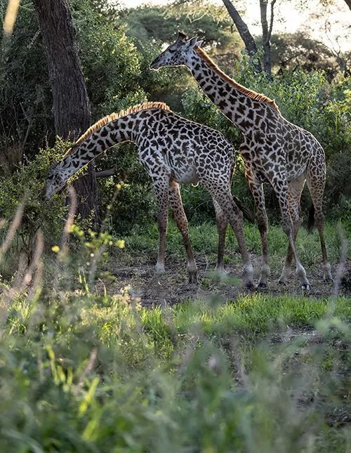 Safari i Tanzania – 4 nationalparker