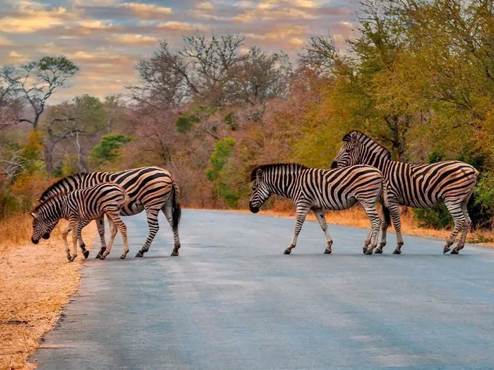 Safari i Sydafrika & Victoriafallen