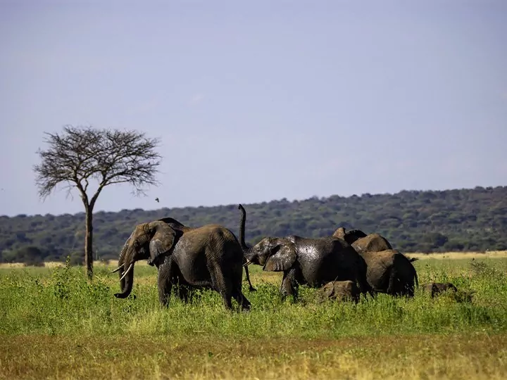 Safari i Tanzania – 4 nationalparker