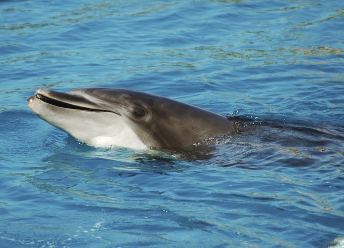 Delfinsafari - Delfinsafari i Walvis Bay