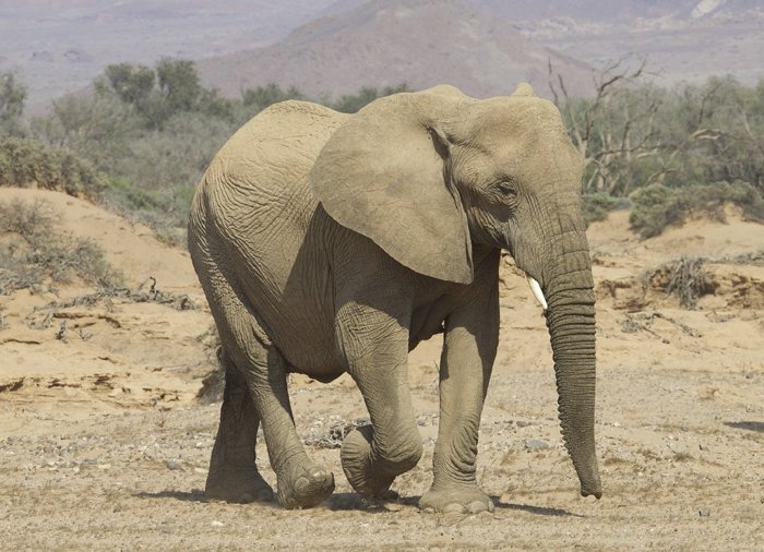 Ørkenelefant ved Aba Huab floden i Namibia
