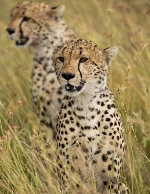 Safari i Serengeti & Ngorongoro och solsemester på Zanzibar