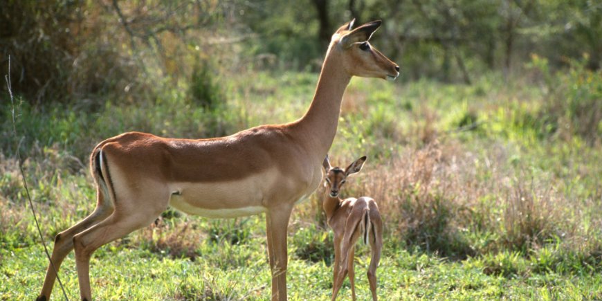 Impala baby