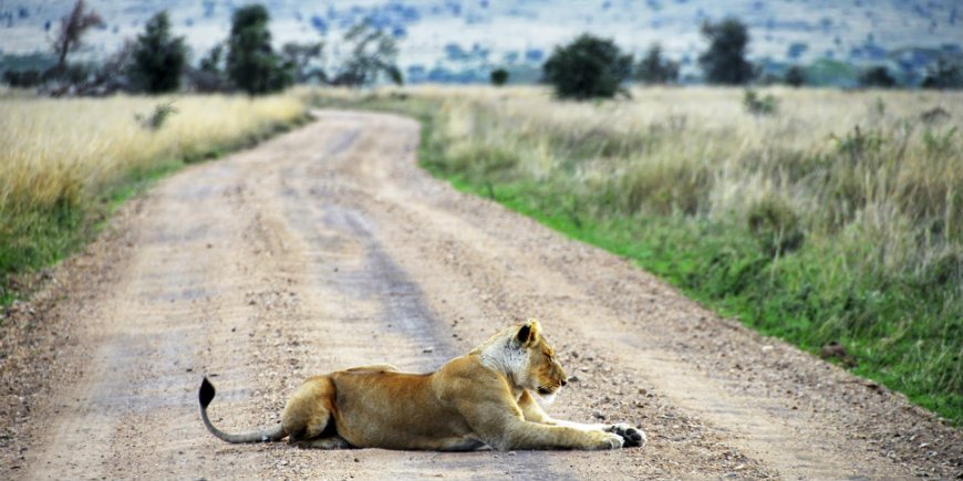 Lejon i Ngorongoro