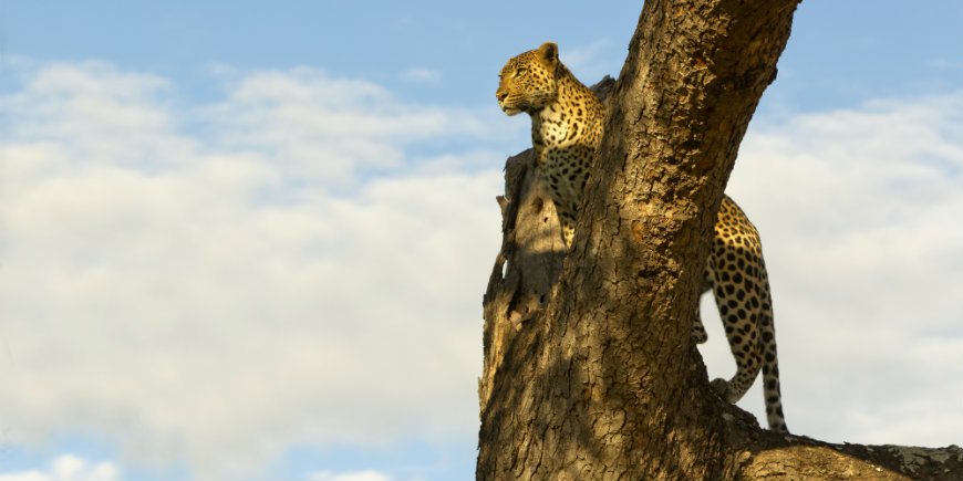 Leopard im Krüger