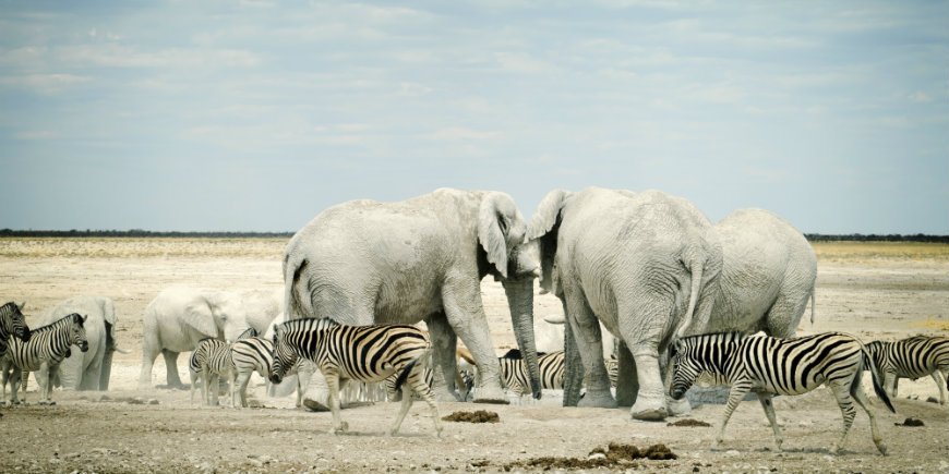 Etosha Nationalpark