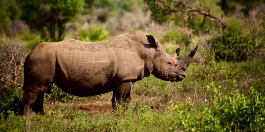 Krüger Safari Nashorn