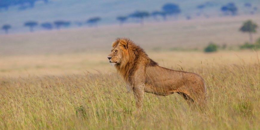 Löwe Masai Mara