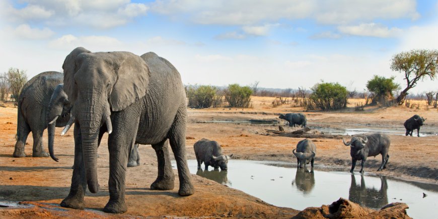 elefant och buffel