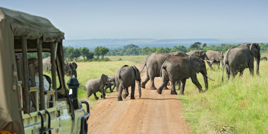 Game drive