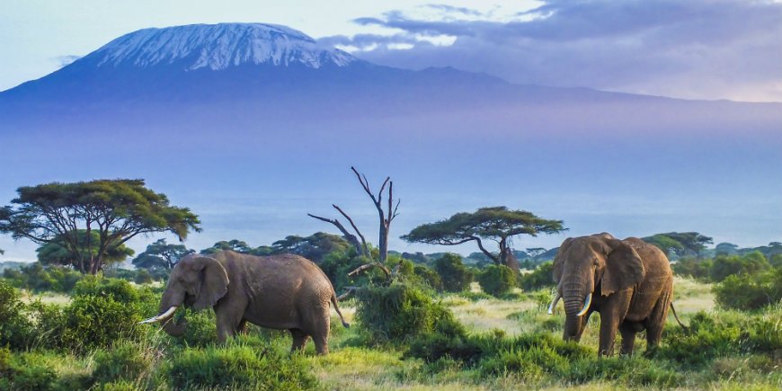 elefanter i Amboseli nationalpark