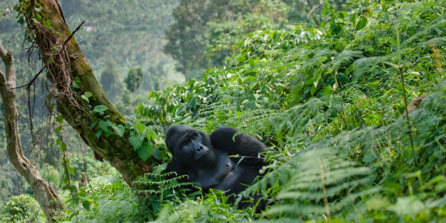 gorilla i Bwindi Impenetrable Forest national park