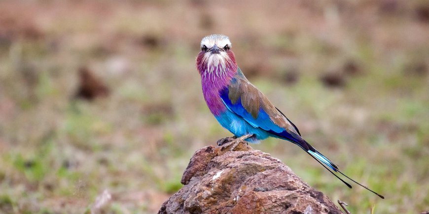 Lilac breasted roller stirrar på tittaren