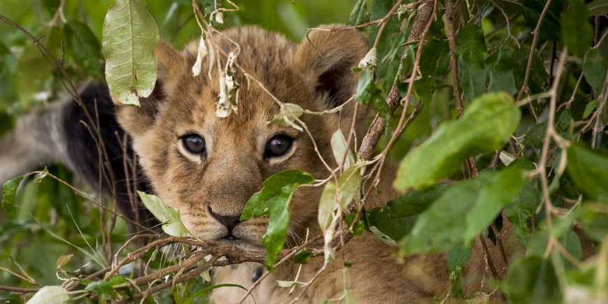 lejonunge i Masai Mara