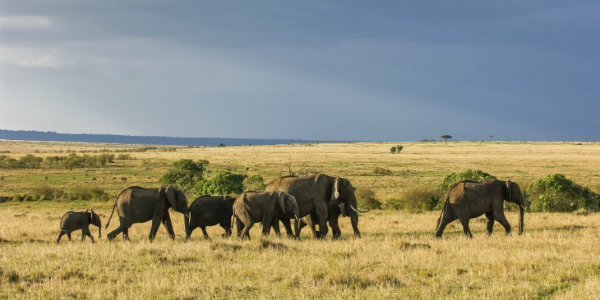 elefantflock i Masai Mara