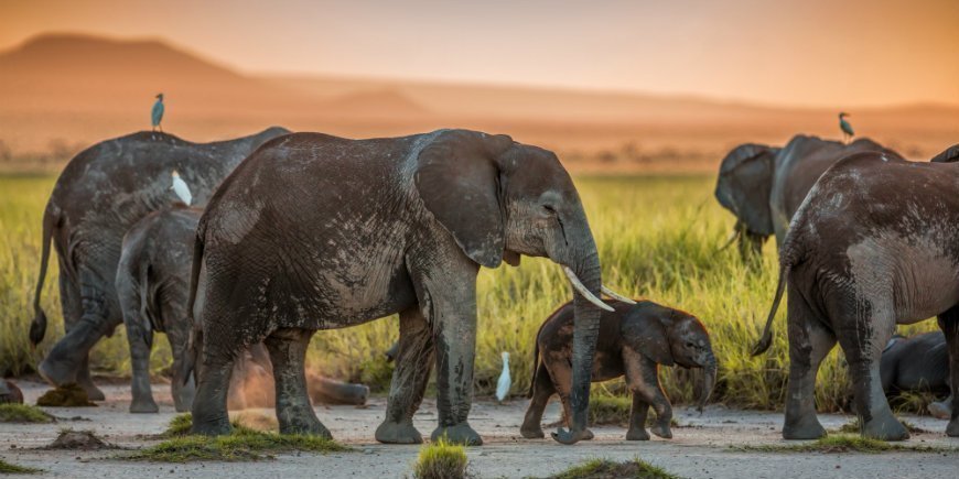 Amboseli