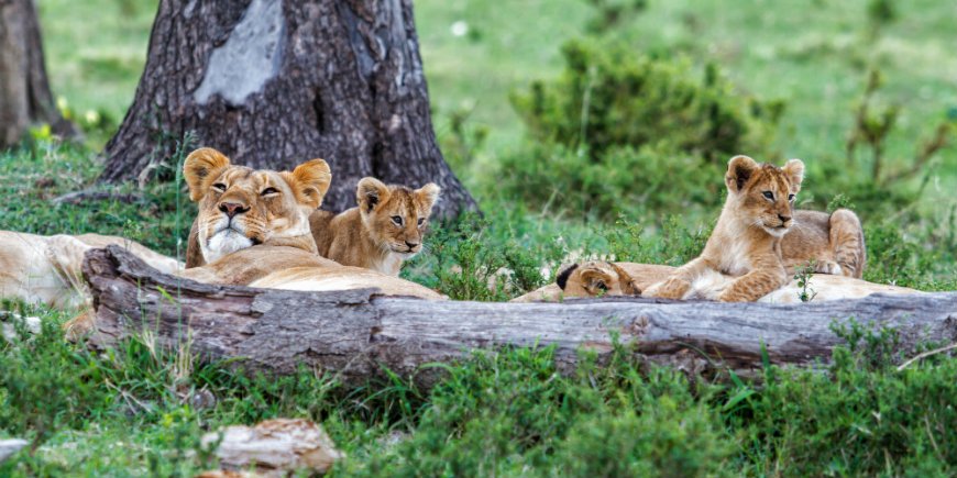 Masai Mara, lejon