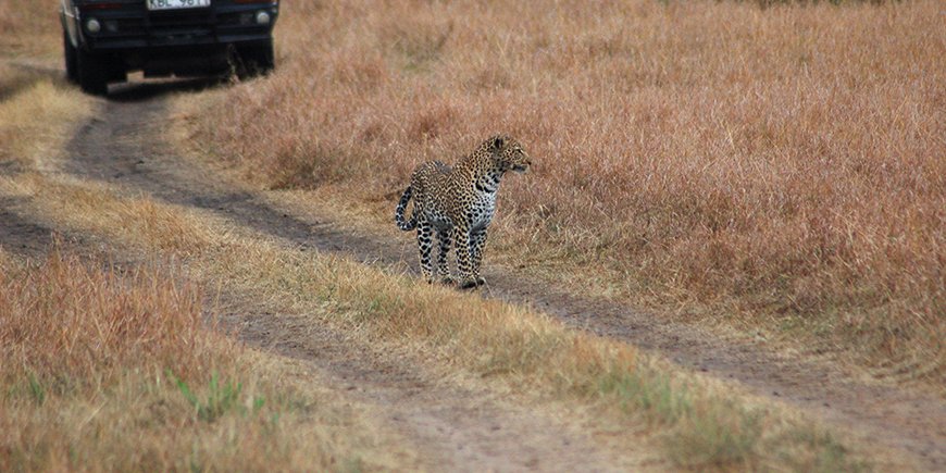 leopard 1