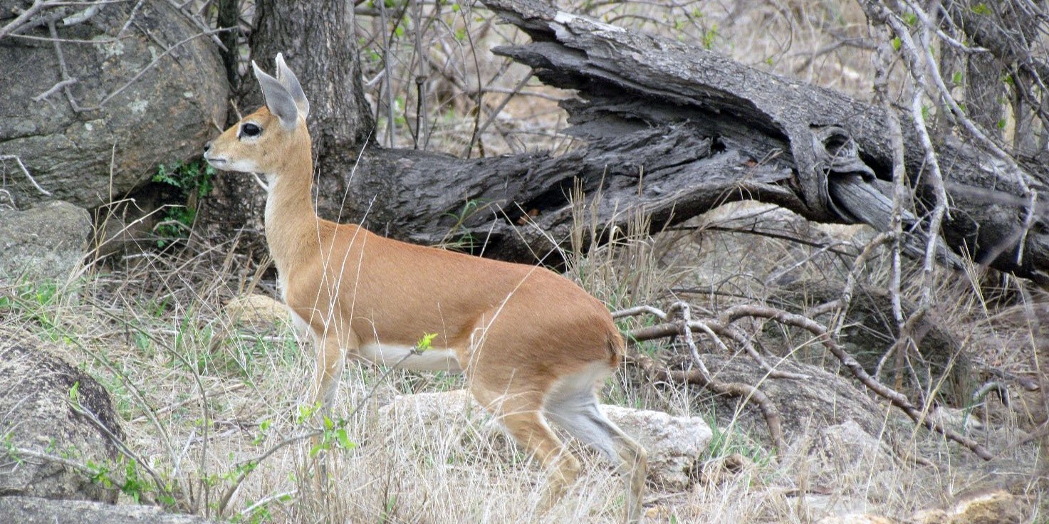 dik dik