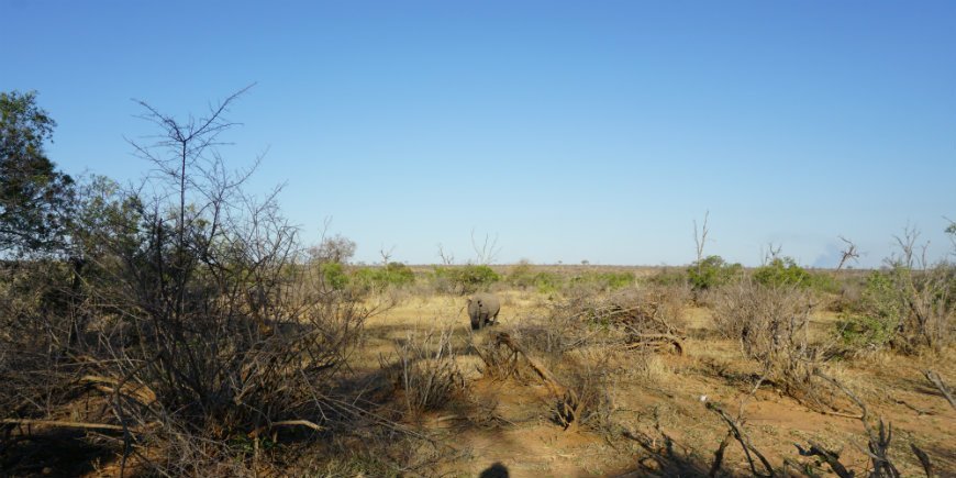 Öga mot öga med noshörningar i Kruger nationalpark