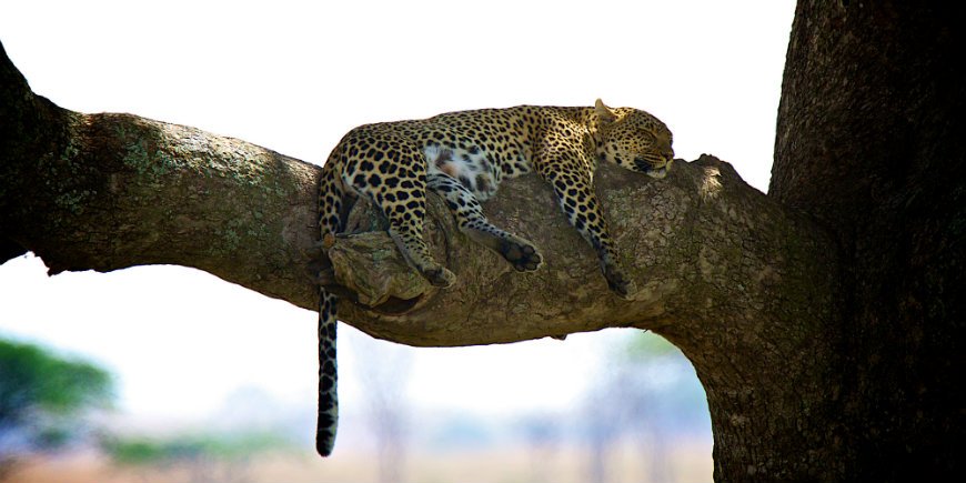 Serengeti, Tanzania