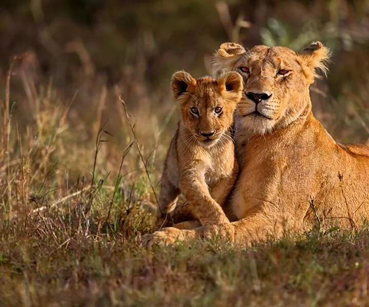 Familjeresor och safari