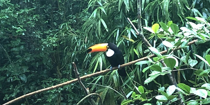 Tucan