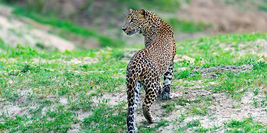 Yala nationalpark